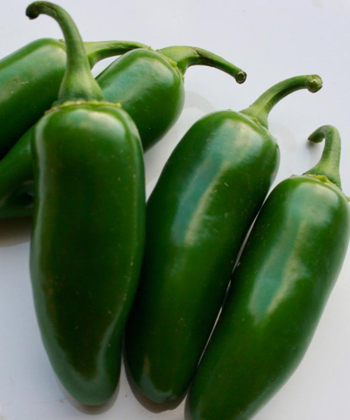 Hot Pepper - Early Jalapeño - Sow True Seed