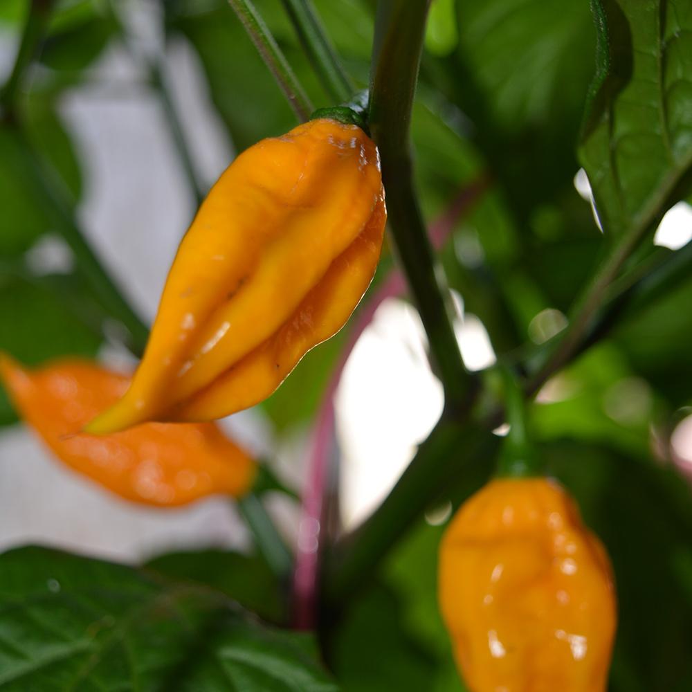 Sow True Seed Fatali Hot Pepper Seeds - Thumbnail 3
