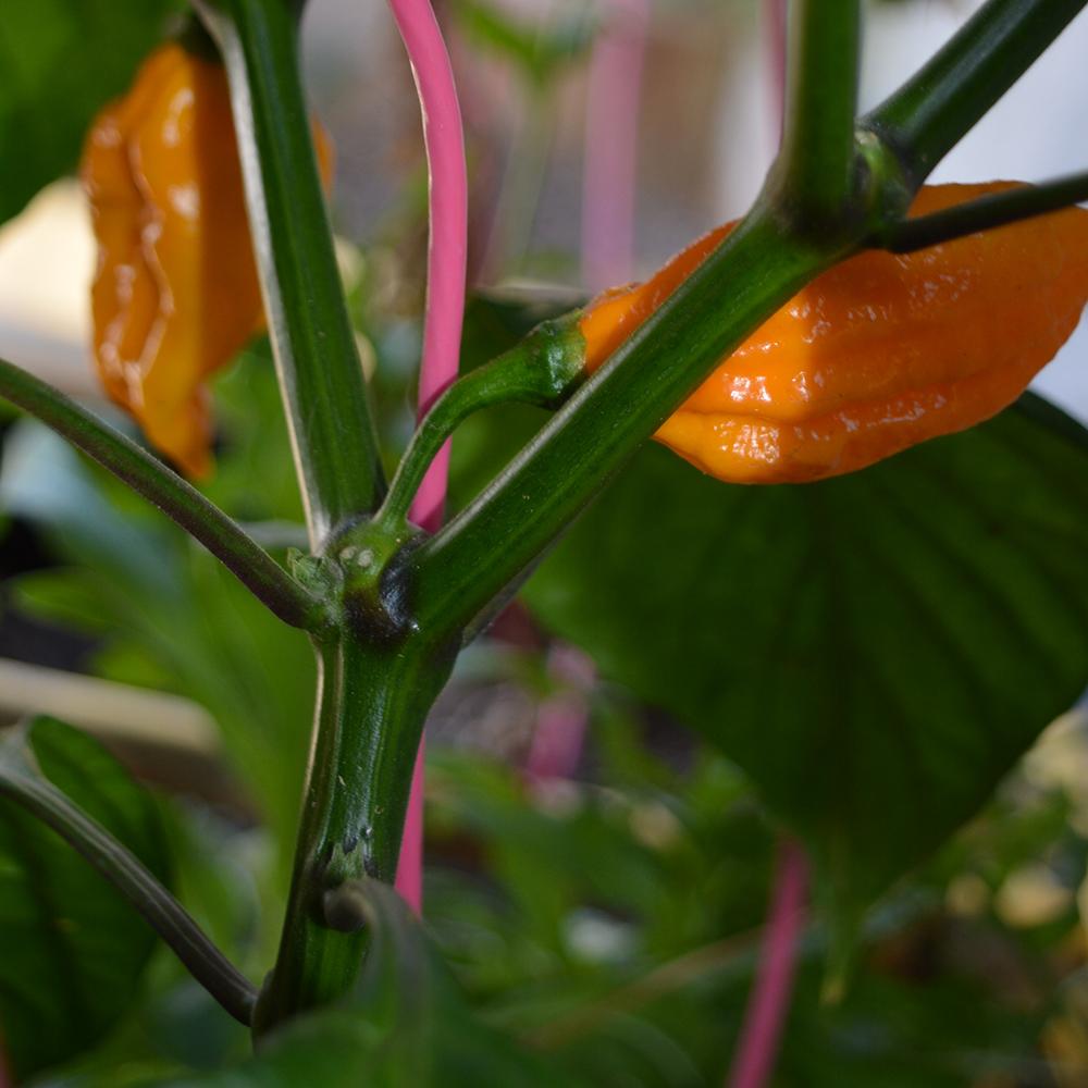 Hot Pepper - Fatali, ORGANIC - Sow True Seed
