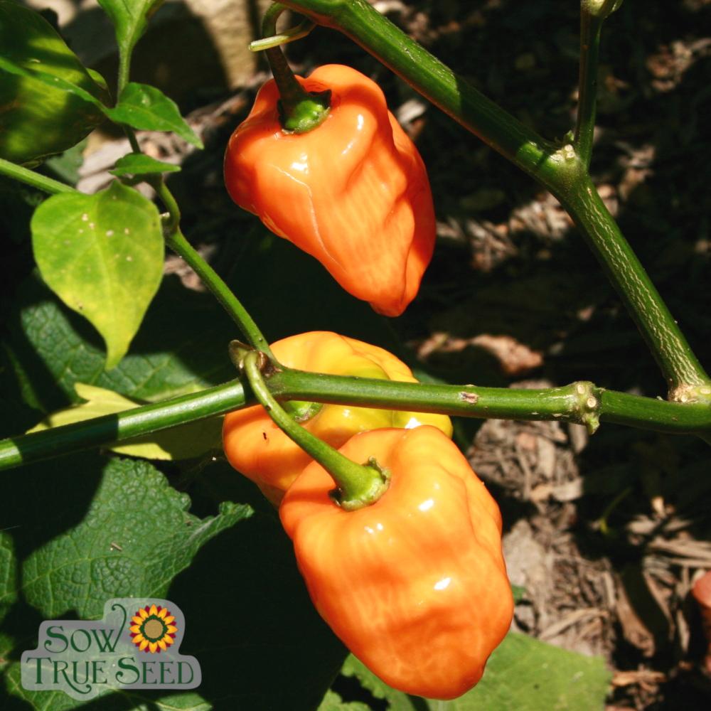 plant habanero seeds Habanero, Orange Hot Pepper Seeds | Sow True Seed