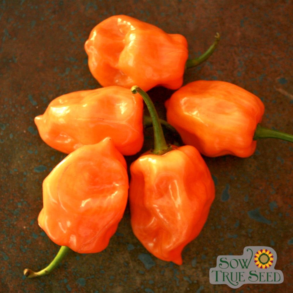 Hot Pepper - Habanero, Orange - Sow True Seed
