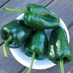 Hot Pepper - Poblano - Sow True Seed