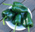 Hot Pepper - Poblano - Sow True Seed