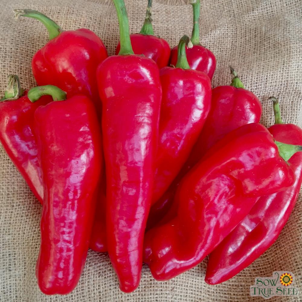 Sweet Pepper Seeds - Corno Di Torro Rosso - Sow True Seed