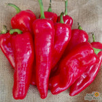 Sweet Pepper Seeds - Corno Di Torro Rosso - Sow True Seed