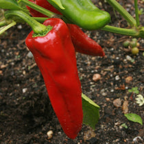 Sweet Pepper Seeds - Marconi Red - Sow True Seed