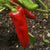 Sweet Pepper Seeds - Marconi Red - Sow True Seed