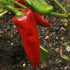 Sweet Pepper Seeds - Marconi Red