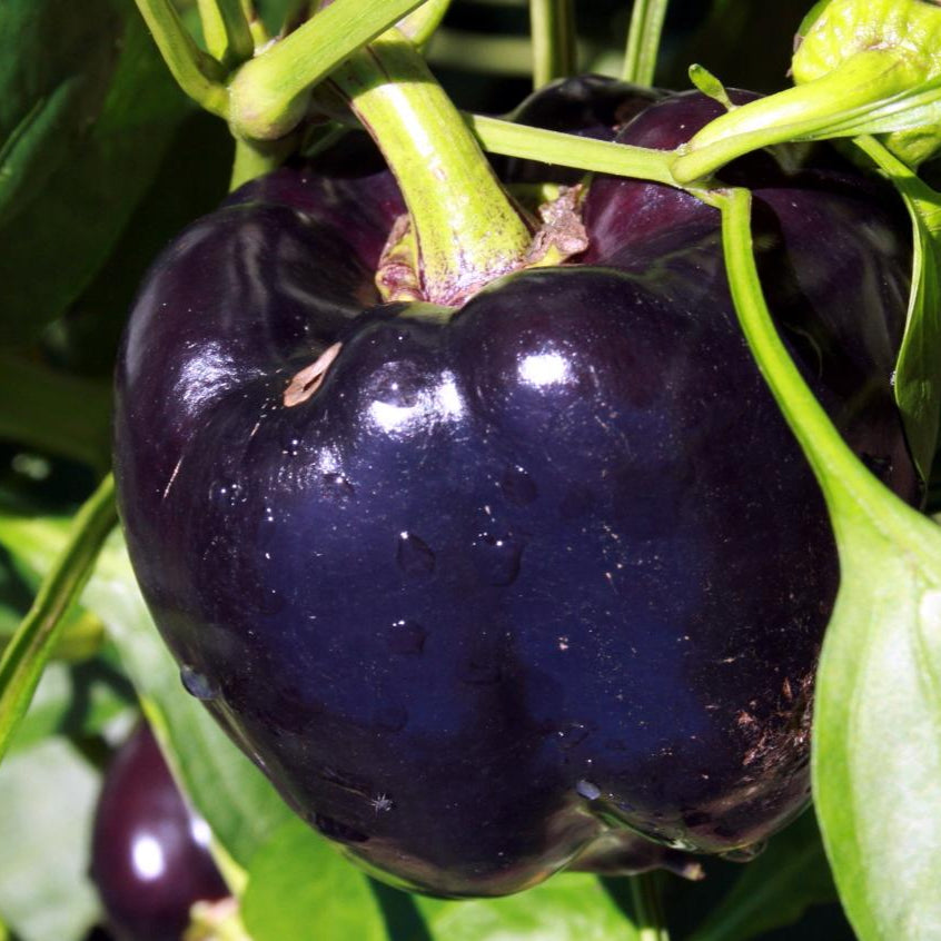 Sweet Pepper Seeds - Purple Beauty - Sow True Seed