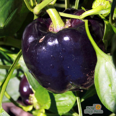 Sweet Pepper Seeds - Purple Beauty