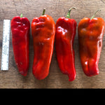 Sweet Pepper Seeds - Mega Marconi - Sow True Seed