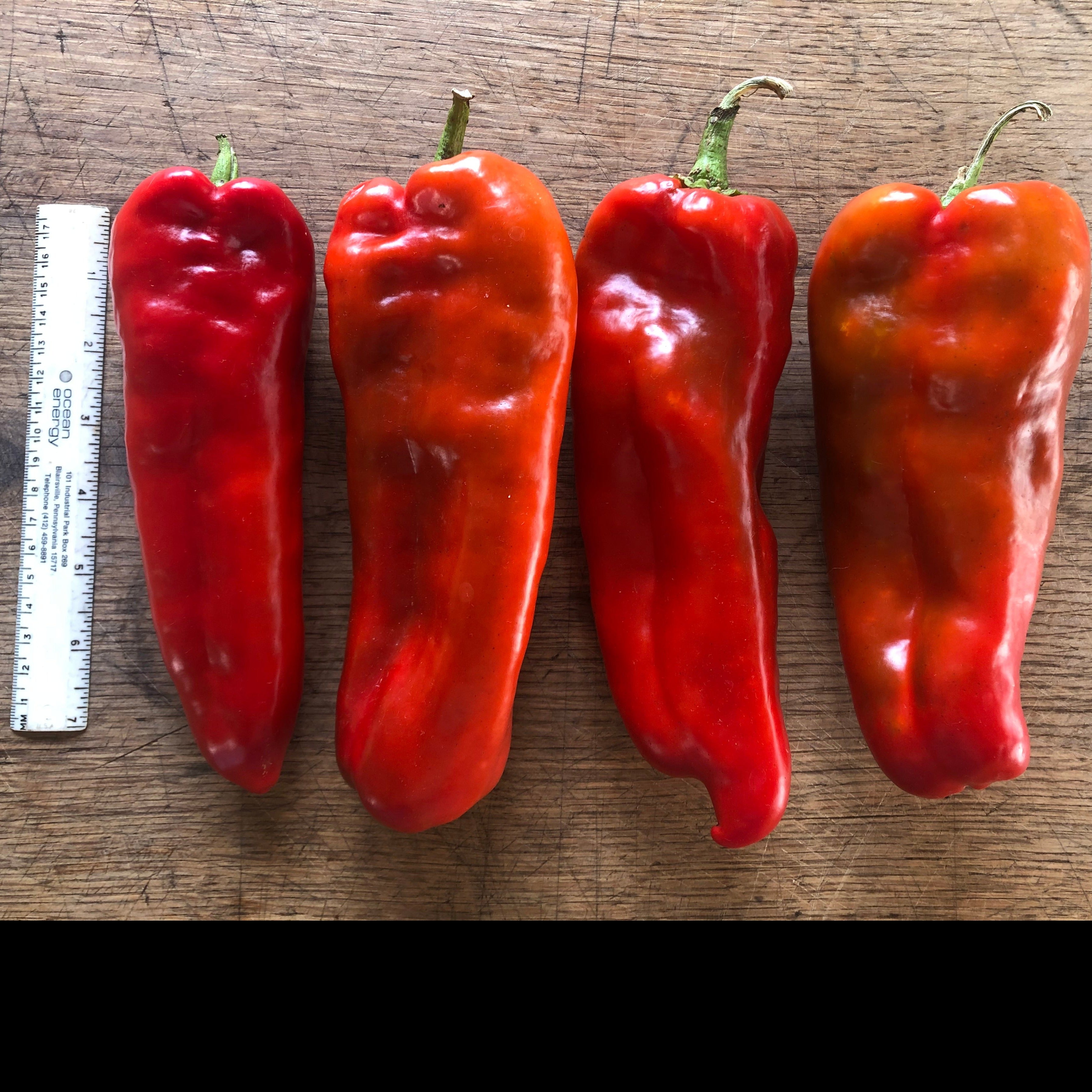 Sweet Pepper Seeds - Mega Marconi - Sow True Seed