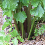 Celery Seeds  - Peppermint Stick, ORGANIC - Sow True Seed