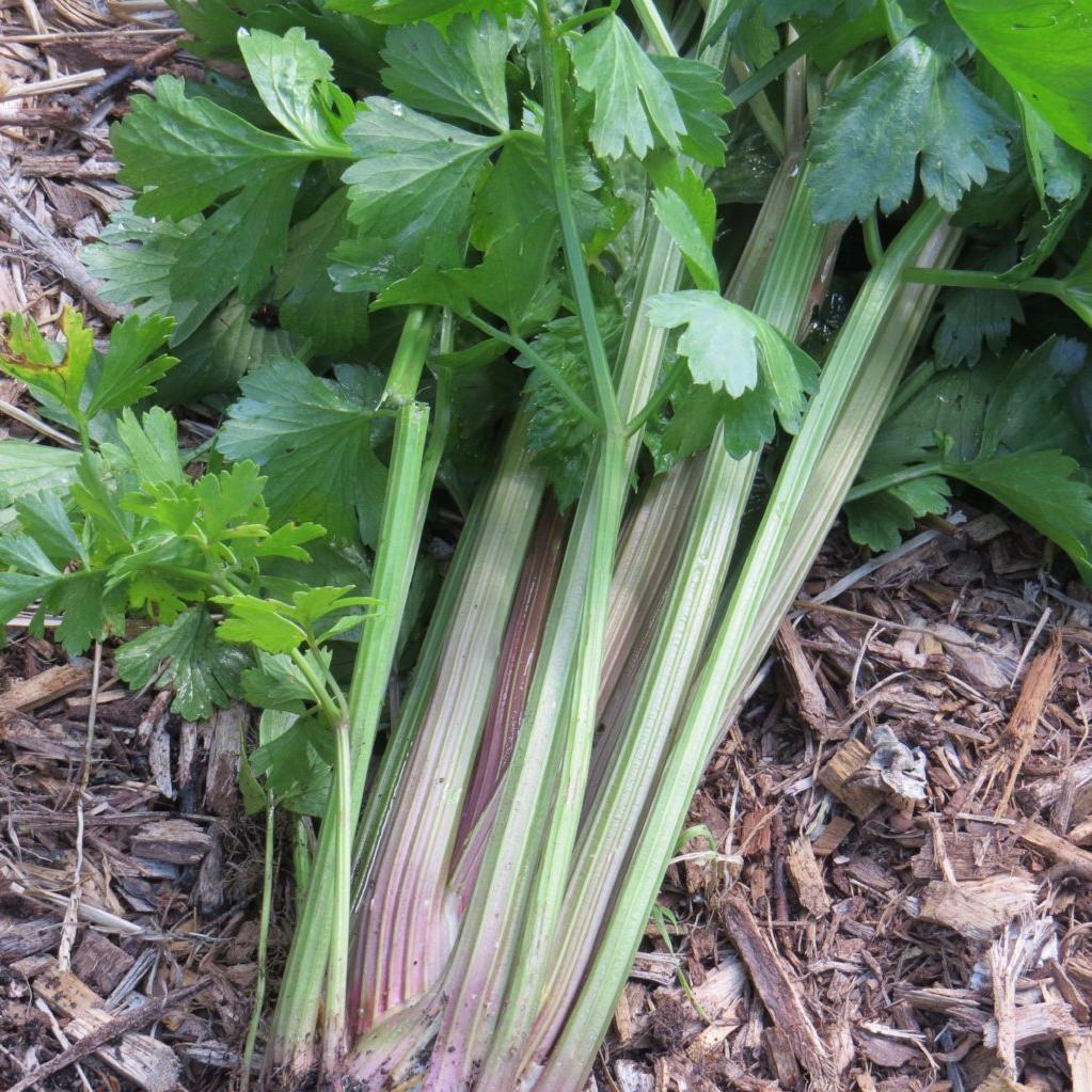 Celery Seeds  - Peppermint Stick, ORGANIC - Sow True Seed