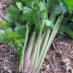 Celery Seeds  - Peppermint Stick, ORGANIC - Sow True Seed
