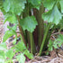 Celery Seeds  - Peppermint Stick, ORGANIC