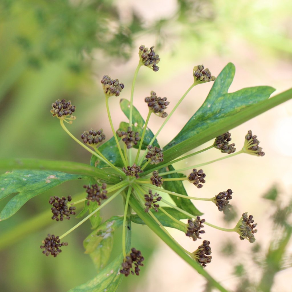 seed plant stem Peppermint Stick Celery Seeds | Sow True Seed