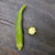 Okra Seeds - Perkins Long Pod, ORGANIC - Sow True Seed