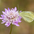 Scabiosa Seeds - Pincushion Imperial Mix