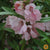Impatiens Seeds - Pink Balsam - Sow True Seed