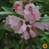 Impatiens Seeds - Pink Balsam