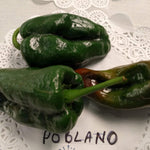 Hot Pepper - Poblano - Sow True Seed