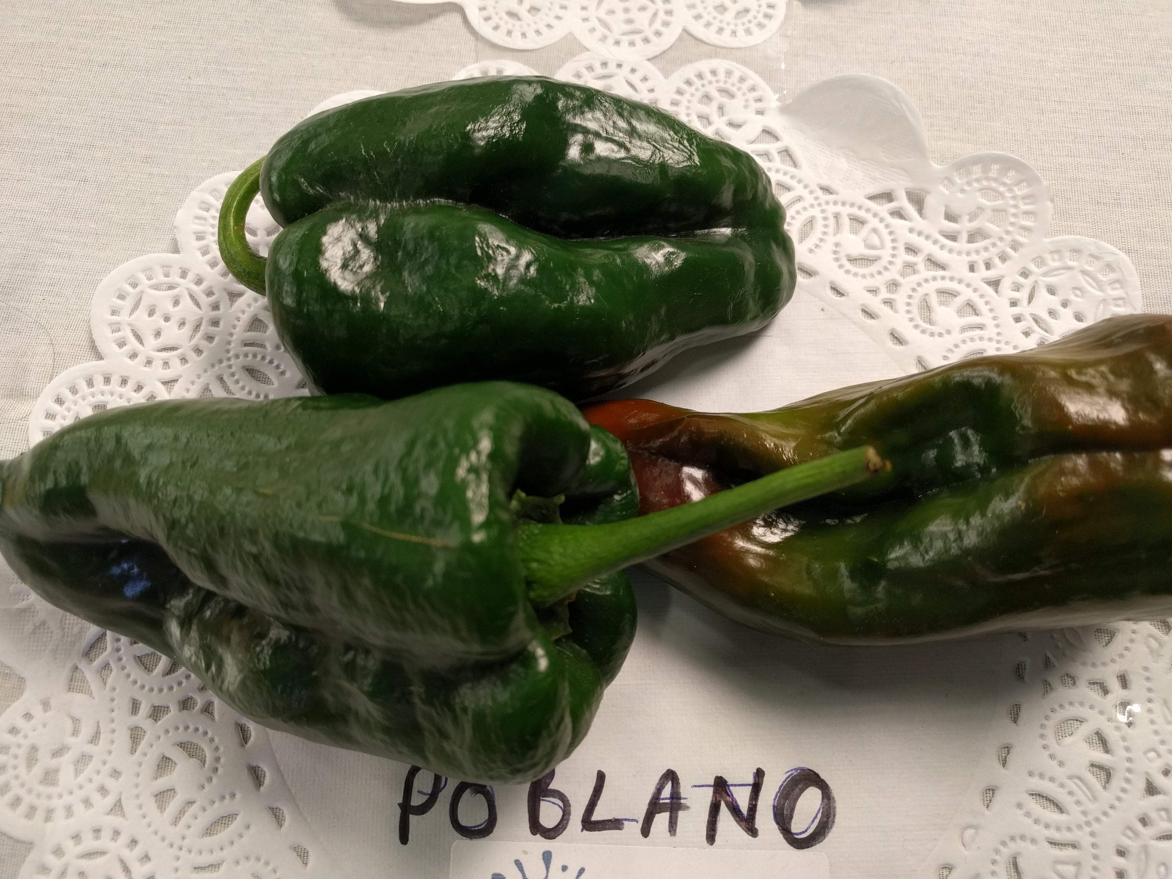 Hot Pepper - Poblano - Sow True Seed
