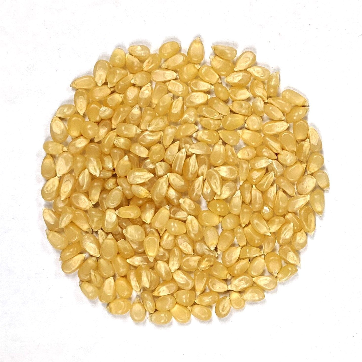 Flint Corn Seeds - Japanese White Hulless Popcorn - Sow True Seed