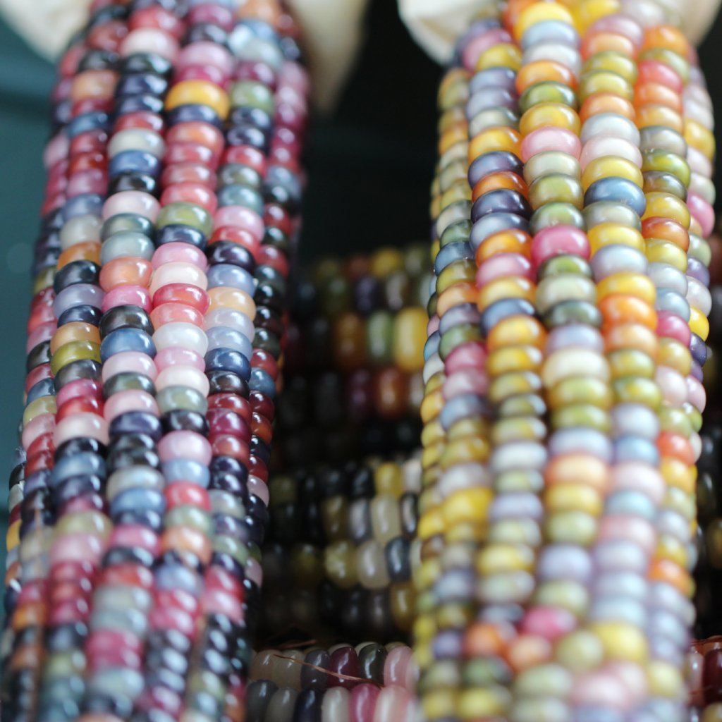 Flint Corn Seeds - Carl's Glass Gem, ORGANIC - Sow True Seed