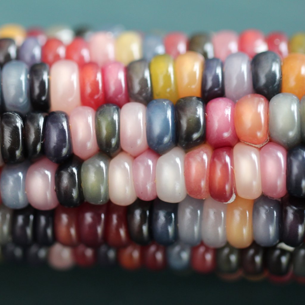 Flint Corn Seeds - Carl's Glass Gem, ORGANIC - Sow True Seed