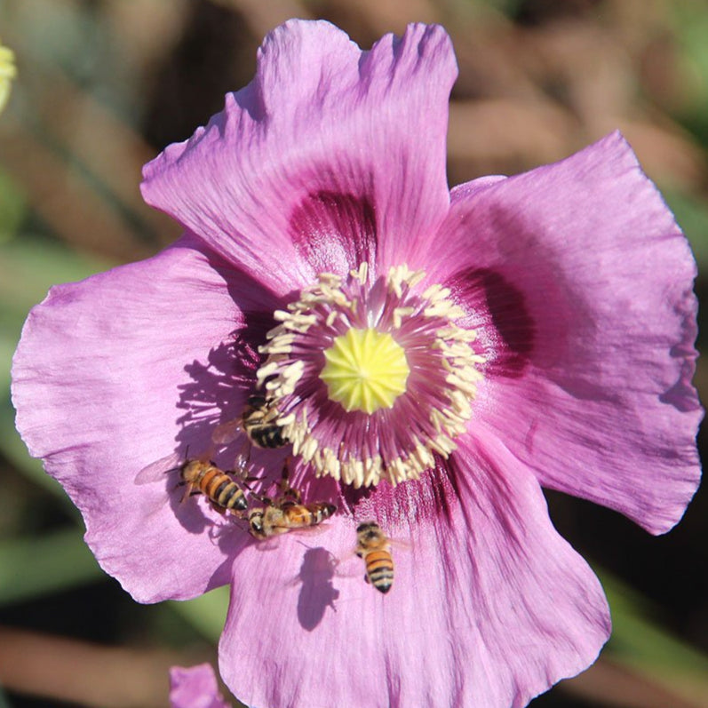 Poppy Seeds - Hungarian Breadseed, ORGANIC - Sow True Seed