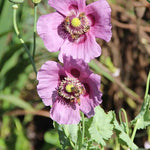 Poppy Seeds - Hungarian Breadseed, ORGANIC - Sow True Seed