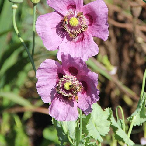 Poppy Seeds - Hungarian Breadseed, ORGANIC - Sow True Seed