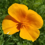 Poppy Seeds - California - Sow True Seed