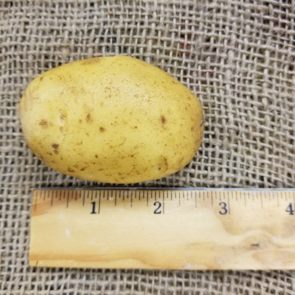 German Butterball Potato Organic Sow True Seed 4604