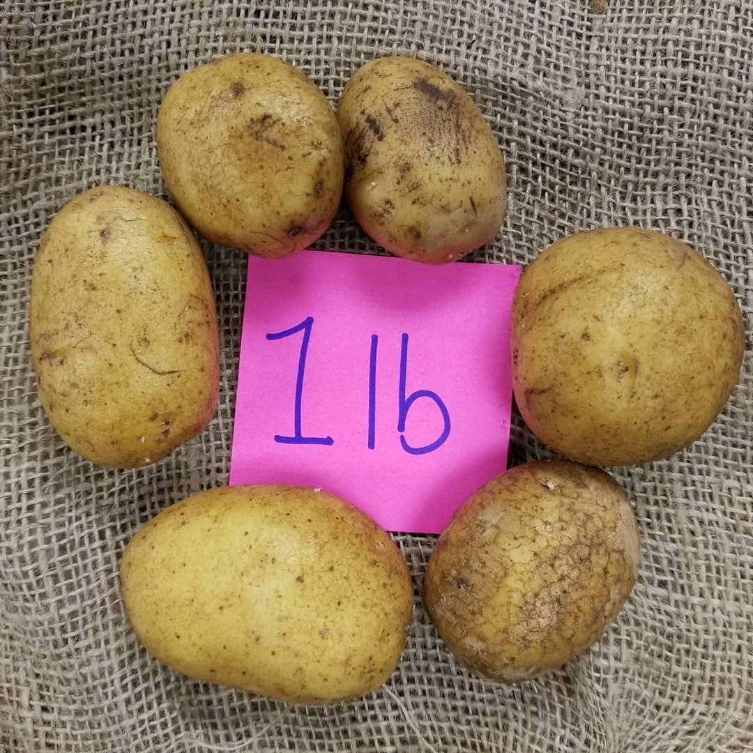 German Butterball Potato Organic Sow True Seed 7400