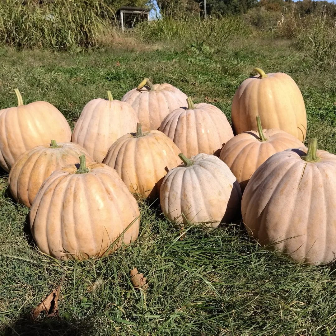 Pumpkin Seeds - Dutch Fork - Sow True Seed