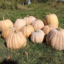 Pumpkin Seeds - Dutch Fork - Sow True Seed