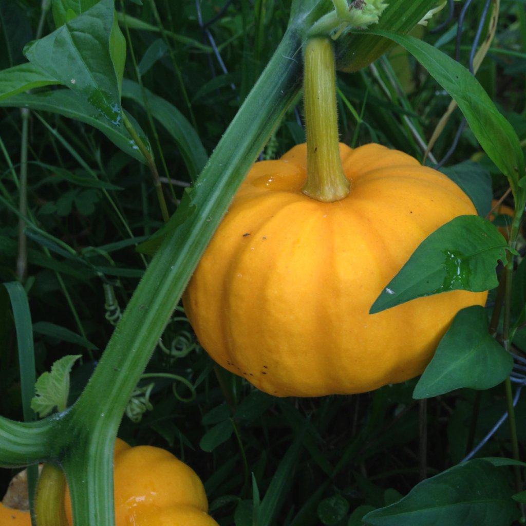 Pumpkin - Jack-B-Little - Sow True Seed