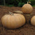 Pumpkin - Wildwood - Sow True Seed
