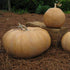 Pumpkin Seeds - Wildwood