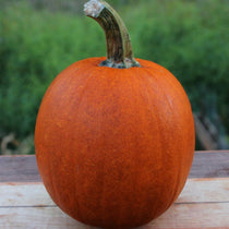 Pumpkin - Small Sugar - Sow True Seed