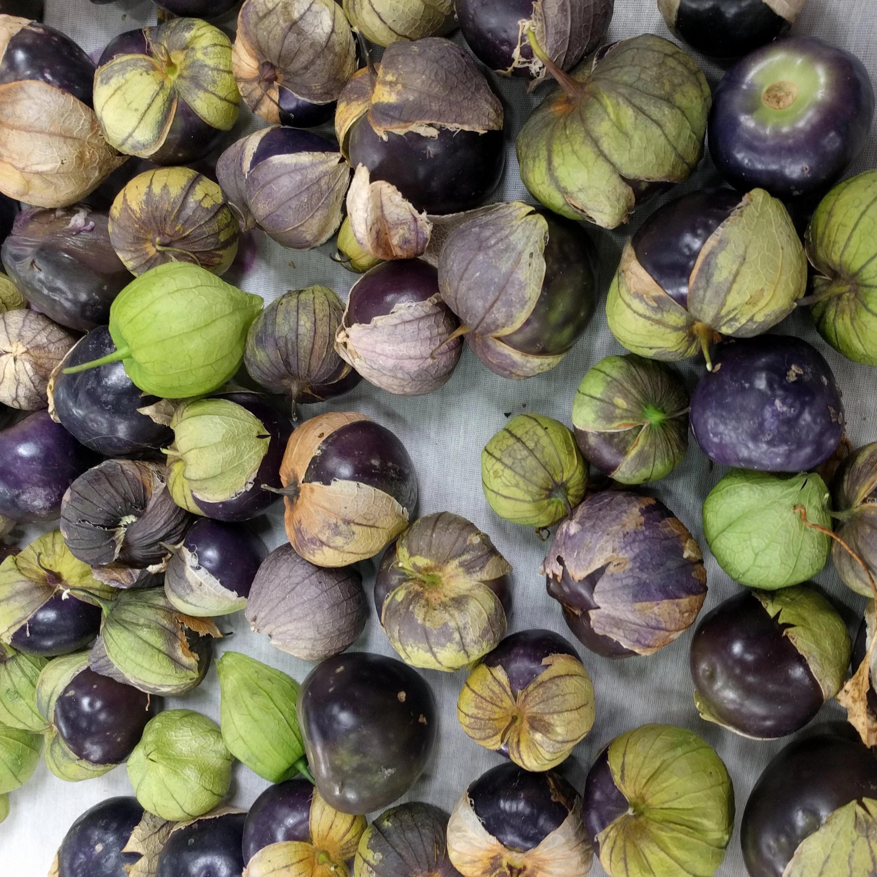 Tomatillo Seeds - Purple | Sow True Seed