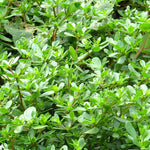 Purslane Seed, Golden, ORGANIC - Sow True Seed