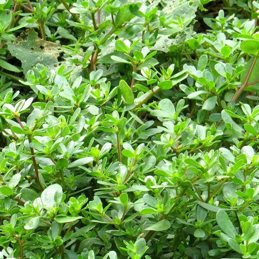 Purslane Seed, Golden, ORGANIC - Sow True Seed