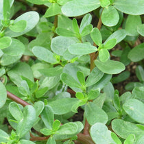 Purslane Seed, Golden, ORGANIC - Sow True Seed