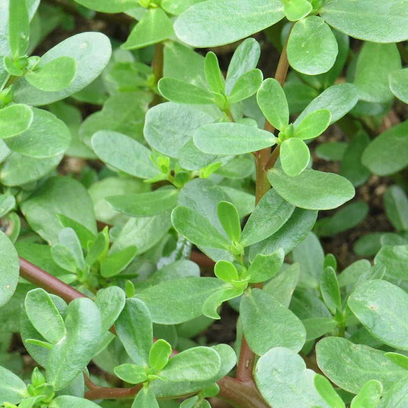 Purslane Seed, Golden, ORGANIC - Sow True Seed
