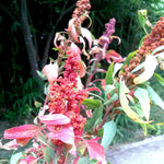 Quinoa - Brightest Brilliant Rainbow, ORGANIC - Sow True Seed