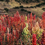 Quinoa - Brightest Brilliant Rainbow, ORGANIC - Sow True Seed