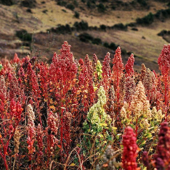 Quinoa - Brightest Brilliant Rainbow, ORGANIC - Sow True Seed